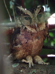 Otus lempiji