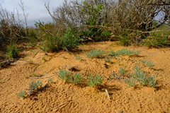 Calobota lotononoides