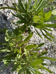 Gypsophila altissima