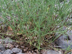 Centranthus angustifolius