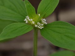 Spermacoce ocymoides