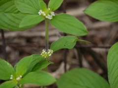 Spermacoce ocymoides