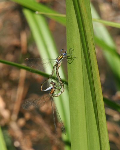 Photo of Small Spreadwing (Lestes virens)