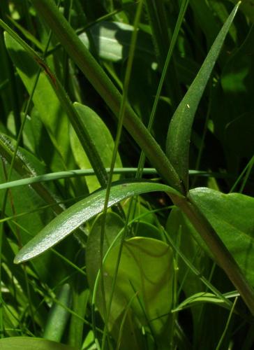 Chironia palustris image