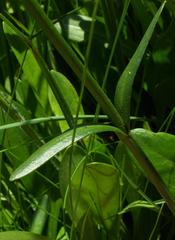 Chironia palustris subsp. transvaalensis image