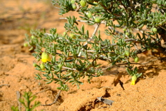 Roepera spinosa