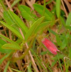 Tephrosia spicata