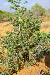 Roepera spinosa