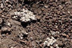 Pronolagus saundersiae