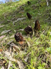Morchella australiana