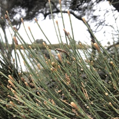 Casuarina obesa