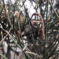 Casuarina obesa