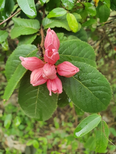 Casearia dodecandra
