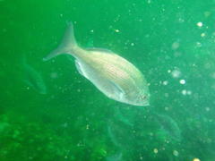 Pachymetopon blochii