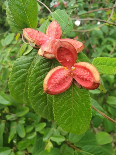 Casearia dodecandra, photograph 2