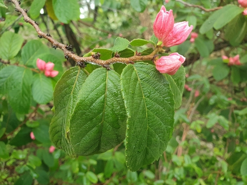 Casearia dodecandra, photograph 3