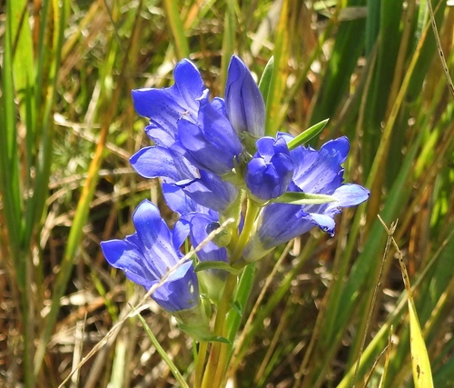 Image of Gentiana dahurica by (c) Анна Васильченко, some rights reserved (CC BY)