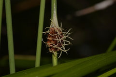 Chorizandra cymbaria