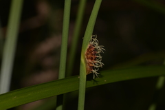 Chorizandra cymbaria