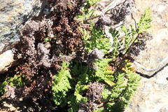 Cheilanthes multifida multifida