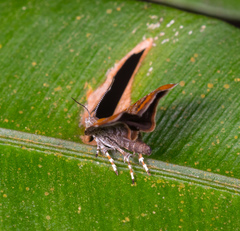 Choreutis achyrodes
