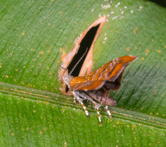 Choreutis achyrodes