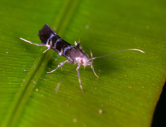 Cosmopteriginae