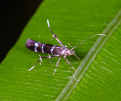 Cosmopteriginae