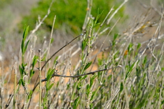 Monechma spartioides