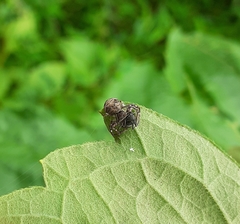 Strigoplus netravati