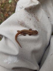 Lissotriton vulgaris