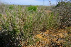 Monechma spartioides