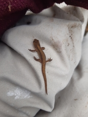 Lissotriton vulgaris