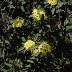 Phebalium graniticola