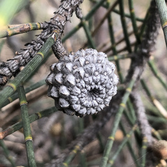 Casuarina glauca