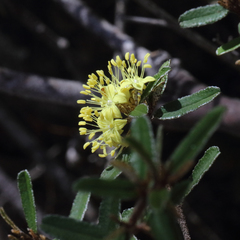 Phebalium graniticola