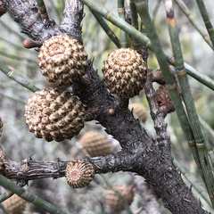Casuarina glauca