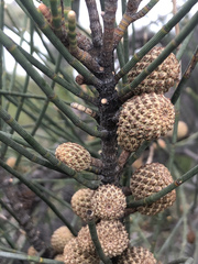Casuarina glauca