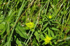 Euphorbia austriaca