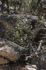 Phebalium graniticola