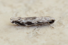 Erechthias zebrina