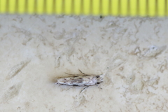 Erechthias zebrina