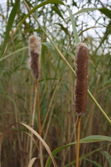 Typha shuttleworthii