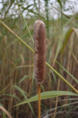 Typha shuttleworthii
