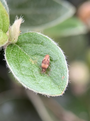 hawthorn lacebug