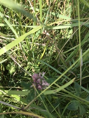 Trifolium hybridum
