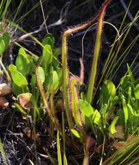 Drosera regia
