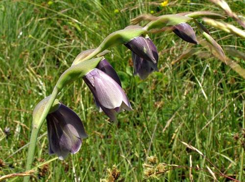 Gladiolus papilio image