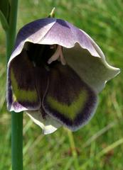 Gladiolus papilio image