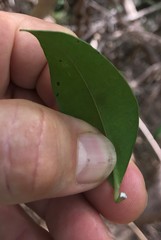 Parsonsia plaesiophylla